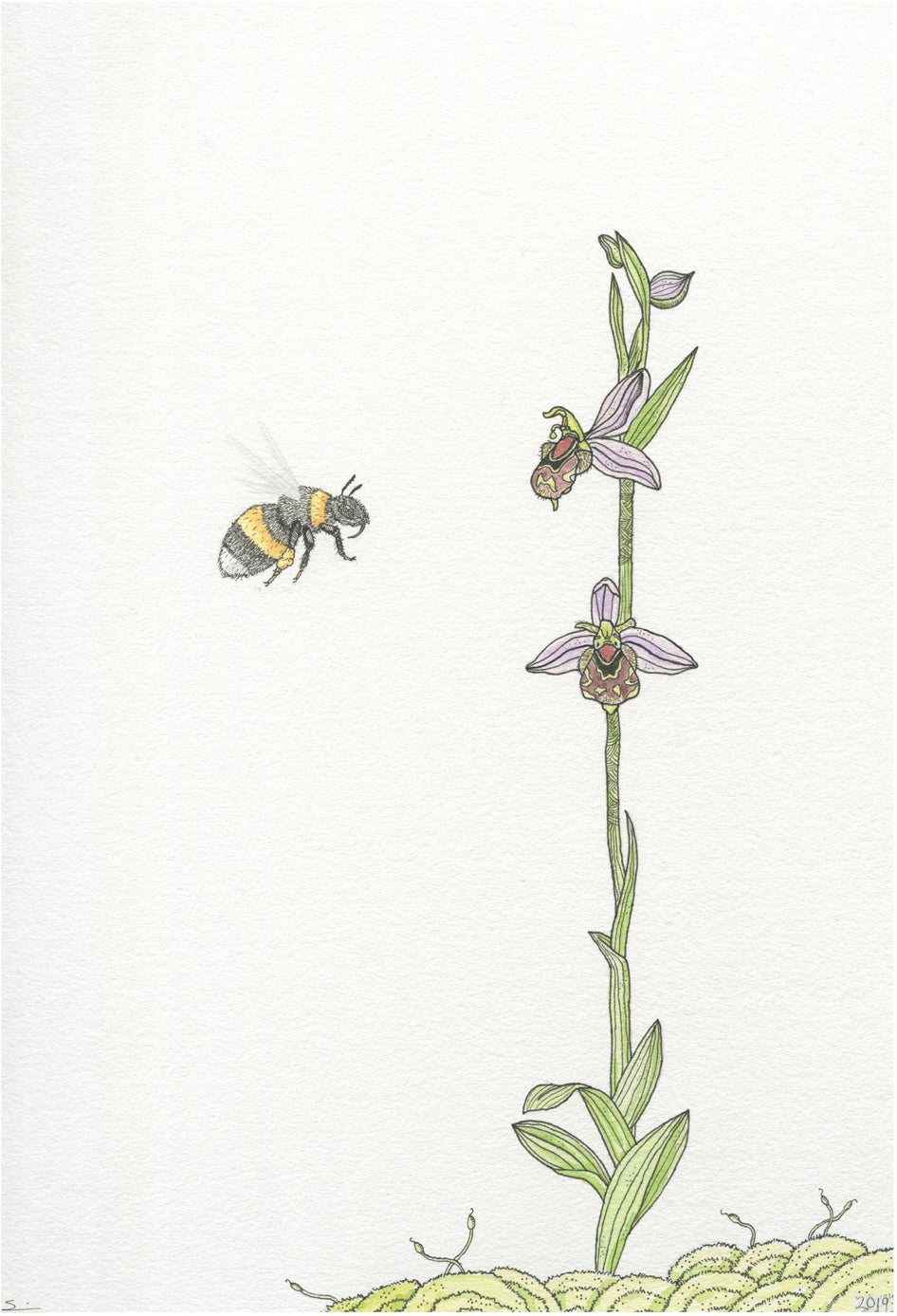Bee orchid
