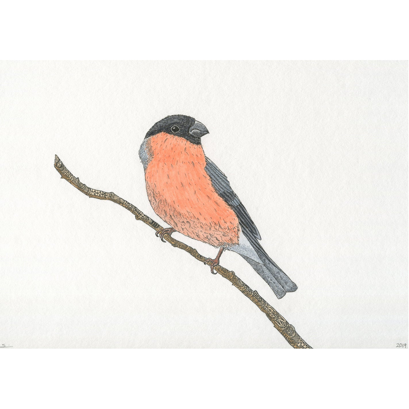 Bullfinch