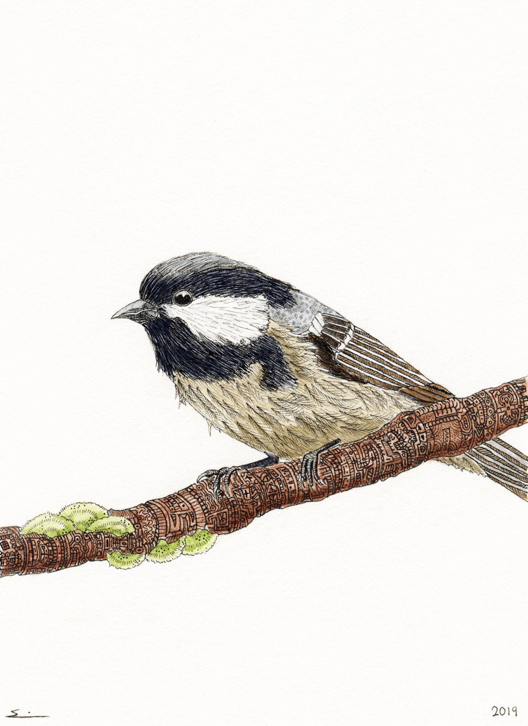 Coal Tit