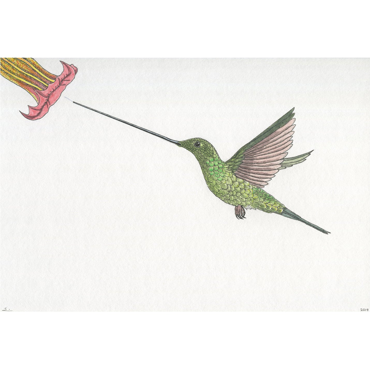 Sword-billed Hummingbird