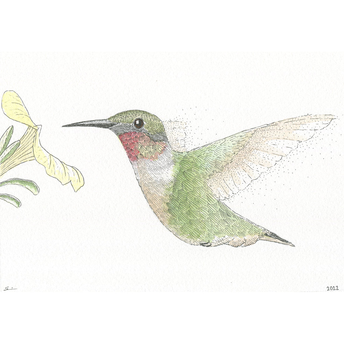 Rufous