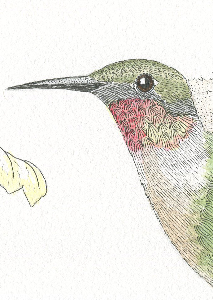 Rufous