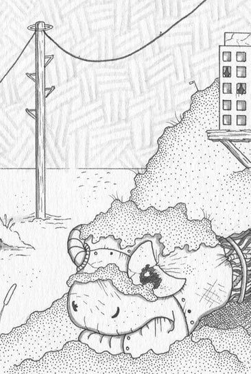 Tortoise town